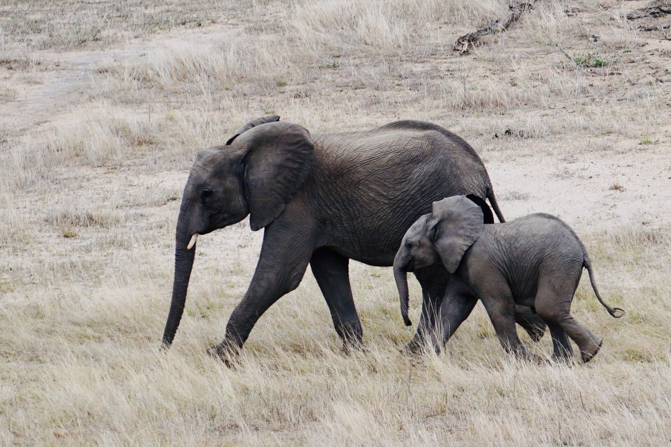 An elephant and her calf walking together